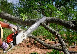 Best Tree Disease Treatment  in Rolling Hills Estates, CA