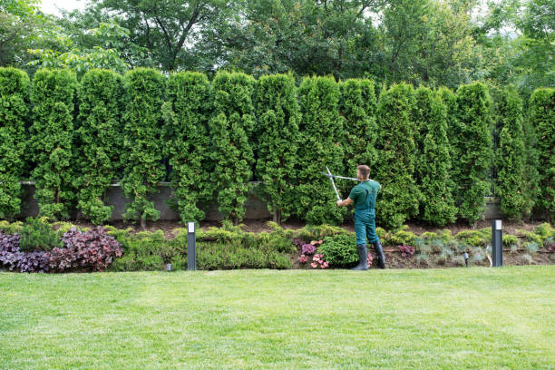 Tree and Shrub Care in Rolling Hills Estates, CA