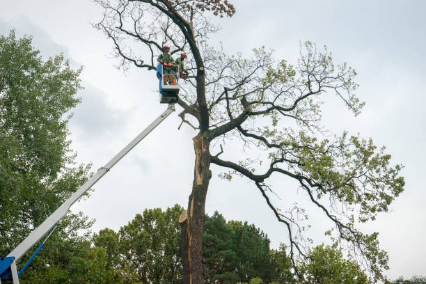 How Our Tree Care Process Works  in Rolling Hills Estates, CA