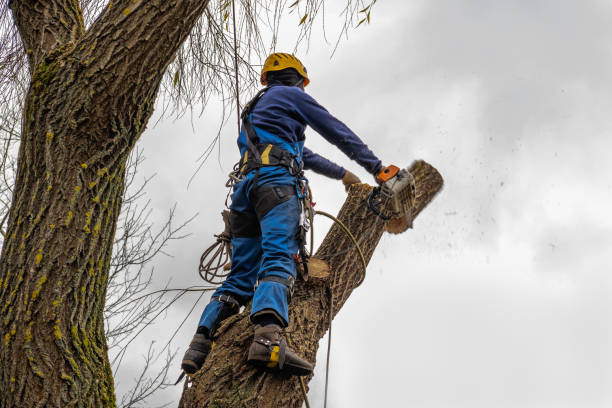 Best Tree Removal  in Rolling Hills Estates, CA