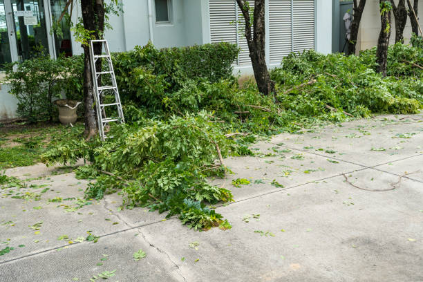 Best Palm Tree Trimming  in Rolling Hills Estates, CA