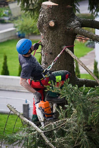 Best Commercial Tree Services  in Rolling Hills Estates, CA