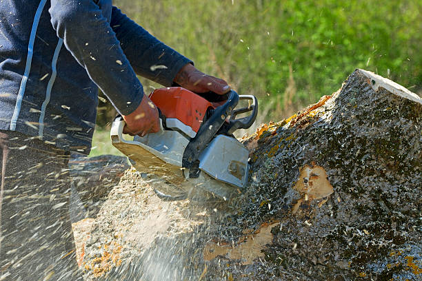 Best Tree Health Inspection  in Rolling Hills Estates, CA