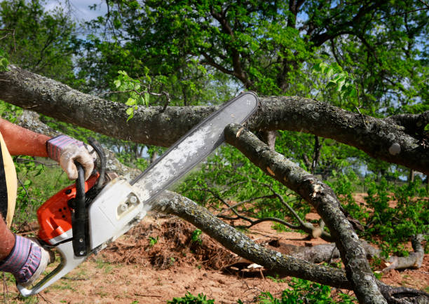  Rolling Hills Estates, CA Tree Services Pros