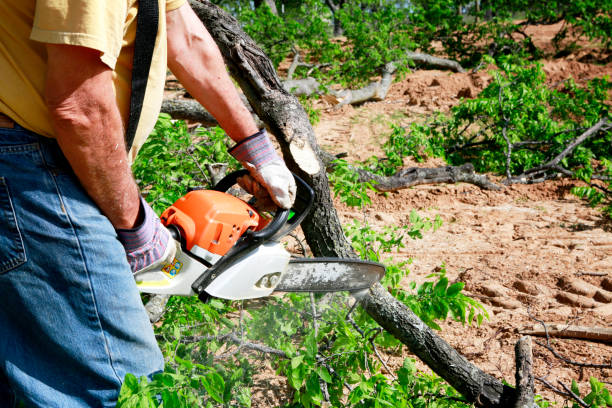 Best Tree Cabling and Bracing  in Rolling Hills Estates, CA